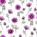 Hand drawn wild hay flowers. Vector cosmos flower. Medical herb. Vintage engraved art. Seamless pattern. Good for Royalty Free Stock Photo
