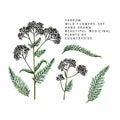 Hand drawn wild hay flowers. Yarrow milfoil. Medical herb. Colored engraved art. Botanical illustration. Good for cosmetics, Royalty Free Stock Photo