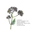 Hand drawn wild hay flowers. Yarrow milfoil. Medical herb. Colored engraved art. Botanical illustration. Good for