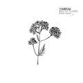 Hand drawn wild hay flowers. Yarrow milfoil. Medical herb. Vintage engraved art. Botanical illustration. Good for