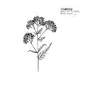 Hand drawn wild hay flowers. Yarrow milfoil. Medical herb. Vintage engraved art. Botanical illustration. Good for Royalty Free Stock Photo