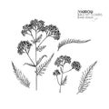 Hand drawn wild hay flowers. Yarrow milfoil. Medical herb. Vintage engraved art. Botanical illustration. Good for Royalty Free Stock Photo