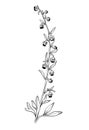 Hand drawn of wild herb. Black outline plant drawing isolated on white background