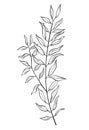 Hand drawn of wild herb. Black outline plant drawing isolated on white background