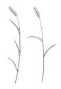 Hand drawn of wild herb. Black outline plant drawing isolated on white background