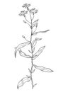Hand drawn of wild herb. Black outline plant drawing isolated on white background