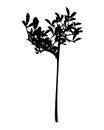 Wild herb silhouette isolated on white.