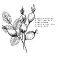 Hand Drawn Wild Rose Branch, Leaf, Flower And Berry. Engraved Vector Illustration. Dog Rose, Rosehip Plant. Summer