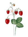 Hand drawn wild strawberry