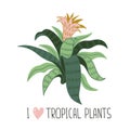Hand drawn wild tropical house plant. Scandinavian style vector illustration with aechmea.