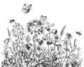 Hand Drawn Wildflowers, Bees and Butterfly