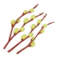 Hand drawn willow branches with buds in white background