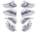 Hand drawn wing. Sketch angel wings with feathers, elements for logo, label or tattoo. Stencil silhouettes vintage