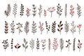 Hand drawn winter leaves and branches. Floral twig, botanical branch with berry and leaf doodle vector set