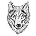 Hand drawn wolf illustrator sketch design