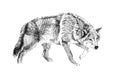 Hand drawn wolf, sketch graphics monochrome illustration