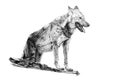 Hand drawn wolf, sketch graphics monochrome illustration