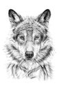 Hand drawn wolf, sketch graphics monochrome illustration