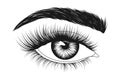 Hand-drawn woman`s eye with eyebrow and long eyelashes.