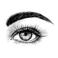 Hand-drawn woman`s eye with eyebrow and long eyelashes.