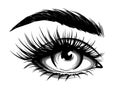 Hand-drawn woman`s eye with eyebrow and long eyelashes.