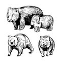 Wombat. Vector illustration