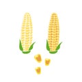 Hand drawn yellow corn cobs with green leaves, grains on white background. Royalty Free Stock Photo