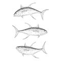 Hand Drawn Yellow Fin Tuna Royalty Free Stock Photo