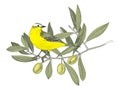 Hand drawn Yellow Wagtail sitting on the olive tree branch