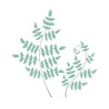 Hand drawn young fern plant isolated on white. Bush of green wide fern leaves, vector illustration