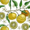 Hand drawn yuzu background design. Vintage citrus branches, flowers, leaves whole fruit, cut half piece sketches. Seamless healthy