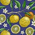 Hand drawn yuzu background design. Vintage citrus branches, flowers, leaves whole fruit, cut half piece sketches. Seamless healthy