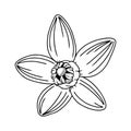 Hand drawn yuzu flower illustration. Floral vector element in engraving style. Sketched citrus fruit flower isolated on white