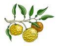 Hand drawn yuzu illustration in color. Flat vector fruit with engraved elements. Sketched citrus plant with branches, fruit, and