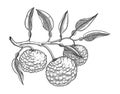 Hand drawn yuzu illustration. Monochrome vector fruit in engraving style. Sketched citrus plant with branches, fruit, and leaves