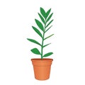 Hand drawn zamioculcas room flower in the pot. Royalty Free Stock Photo