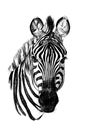 Hand drawn zebra portrait, sketch graphics monochrome illustration on white background Royalty Free Stock Photo