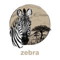 Hand drawn zebra, sketch graphics illustration on white background