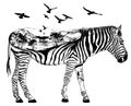 Hand drawn zebra, wildlife concept