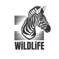 Hand drawn zebra with wildlife text isolated on a white backgrounds