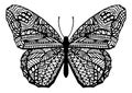 Hand Drawn Zentangle Style Butterfly Illustration