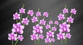 hand drawnd orchids on dark background