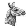 Hand drawnealistic sketch of lama Alpaca, black and white drawing, isolated on white. vector illustration. Vintage style Royalty Free Stock Photo