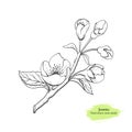 Hand drawnJasmine flower with leaves. Black line botanical drawing