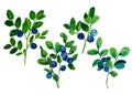 Blueberry sprigs watercolor illustration,