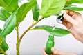 Hand dropping natural extraction to skincare bottle, Cosmetic bottle containers packaging with pure green plant essence