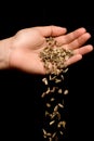 Hand dropping striped sunflower seeds Royalty Free Stock Photo
