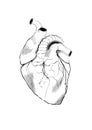 Hand drowing original anatomic heart izolated on white background