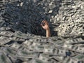 Hand drowning in money