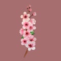 Hand drowning watercolor sakura branch on pink background